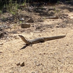 Varanus rosenbergi at Cotter River, ACT - 31 Dec 2021