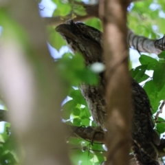 Podargus strigoides (Tawny Frogmouth) at Tinbeerwah, QLD - 11 Dec 2022 by Liam.m