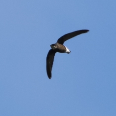 Hirundapus caudacutus (White-throated Needletail) at Tinbeerwah, QLD - 5 Dec 2022 by Liam.m