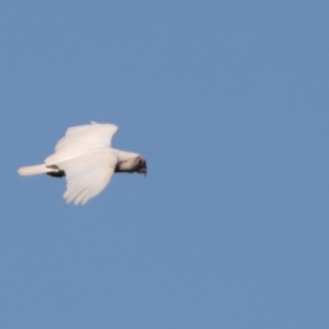 Cacatua tenuirostris at Tinbeerwah, QLD - suppressed