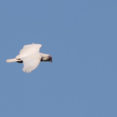 Cacatua tenuirostris (Long-billed Corella) at Tinbeerwah, QLD - 7 Dec 2022 by Liam.m