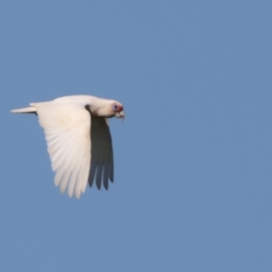 Cacatua tenuirostris at Tinbeerwah, QLD - 7 Dec 2022