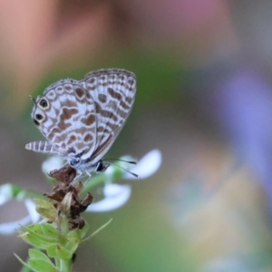 Leptotes plinius at suppressed - 7 Dec 2022