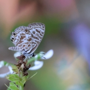 Leptotes plinius at Tinbeerwah, QLD - suppressed