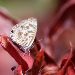 Leptotes plinius at suppressed - 7 Dec 2022