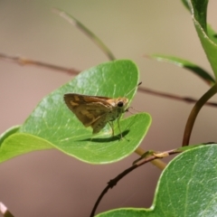 Ocybadistes walkeri (Green Grass-dart) at Tinbeerwah, QLD - 7 Dec 2022 by Liam.m