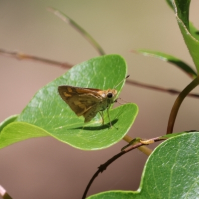 Unidentified Skipper (Hesperiidae) at Tinbeerwah, QLD - 7 Dec 2022 by Liam.m