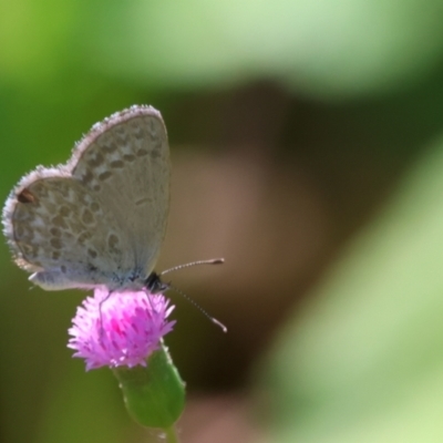 Zizina otis (Common Grass-Blue) at Tinbeerwah, QLD - 10 Dec 2022 by Liam.m