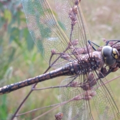 Anax papuensis at Conder, ACT - 1 Dec 2022