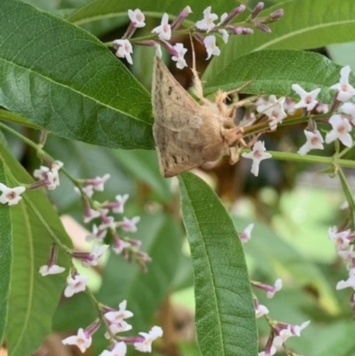 Helicoverpa (genus) (A bollworm) at Theodore, ACT - 14 Dec 2022 by Cardy