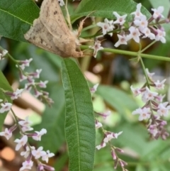 Helicoverpa (genus) at Theodore, ACT - 14 Dec 2022