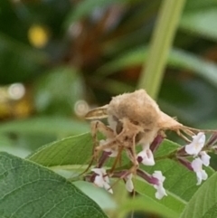 Helicoverpa (genus) at Theodore, ACT - 14 Dec 2022