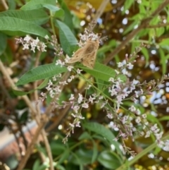 Helicoverpa (genus) at Theodore, ACT - 14 Dec 2022