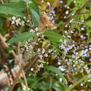 Helicoverpa (genus) at Theodore, ACT - 14 Dec 2022