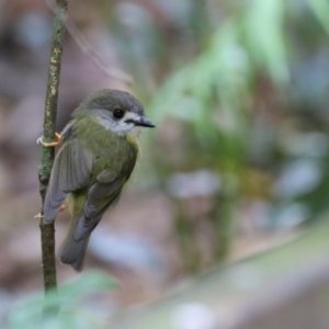 Eopsaltria capito at Maleny, QLD - suppressed