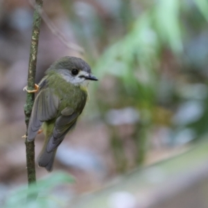 Eopsaltria capito at Maleny, QLD - 14 Dec 2022