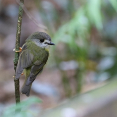 Eopsaltria capito (Pale-yellow Robin) at Maleny, QLD - 14 Dec 2022 by Liam.m