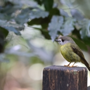 Eopsaltria capito at Maleny, QLD - suppressed