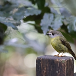 Eopsaltria capito at Maleny, QLD - 14 Dec 2022