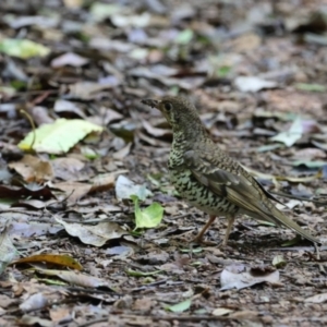 Zoothera heinei at Maleny, QLD - 14 Dec 2022