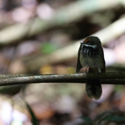 Rhipidura rufifrons (Rufous Fantail) at Maleny, QLD - 14 Dec 2022 by Liam.m