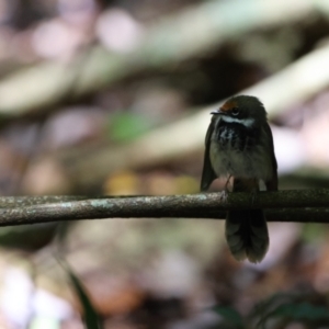 Rhipidura rufifrons (Rufous Fantail) at Maleny, QLD by Liam.m