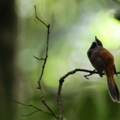 Rhipidura rufifrons at Maleny, QLD - 14 Dec 2022