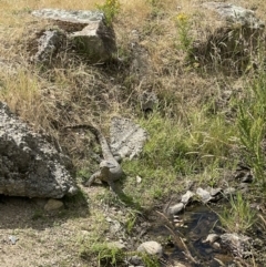 Varanus rosenbergi (Heath or Rosenberg's Monitor) at Birrigai - 13 Dec 2022 by LukeH