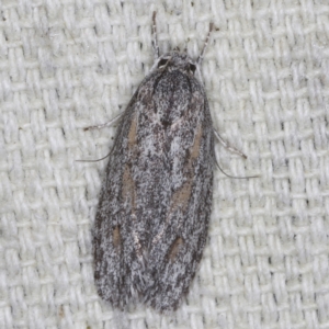 Phylomictis sarcinopa at O'Connor, ACT - 3 Dec 2022 08:57 PM