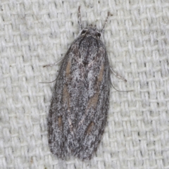Phylomictis sarcinopa (A Stenomatidae moth) at O'Connor, ACT - 3 Dec 2022 by ibaird