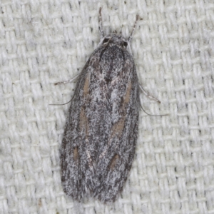 Phylomictis sarcinopa at O'Connor, ACT - 3 Dec 2022