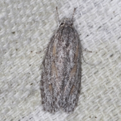 Phylomictis sarcinopa at O'Connor, ACT - 3 Dec 2022 08:57 PM