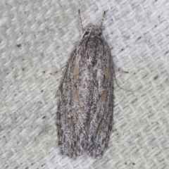 Phylomictis sarcinopa at O'Connor, ACT - 3 Dec 2022