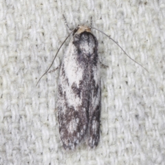 Phylomictis maligna (A Stenomatinae moth) at O'Connor, ACT - 3 Dec 2022 by ibaird