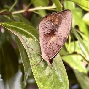 Heteronympha merope at Holt, ACT - suppressed