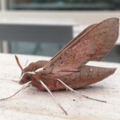 Hippotion scrofa (Coprosma Hawk Moth) at QPRC LGA - 14 Dec 2022 by rawshorty