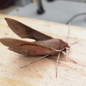 Hippotion scrofa at Queanbeyan East, NSW - 14 Dec 2022