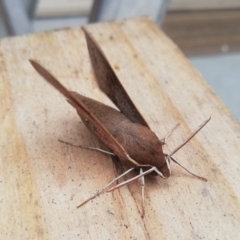 Hippotion scrofa at Queanbeyan East, NSW - 14 Dec 2022