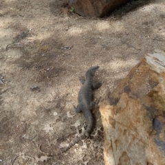 Varanus rosenbergi (Heath or Rosenberg's Monitor) at Coree, ACT - 30 Nov 2022 by Rodriguez