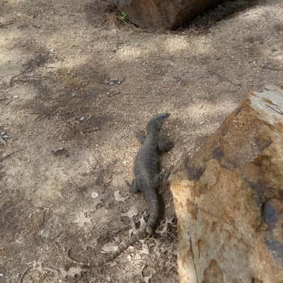 Varanus rosenbergi (Heath or Rosenberg's Monitor) at Coree, ACT - 30 Nov 2022 by Rodriguez