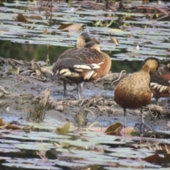 Dendrocygna arcuata (Wandering Whistling-Duck) at Lake MacDonald, QLD - 16 Jul 2018 by Liam.m