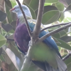 Ptilinopus magnificus (Wompoo Fruit-dove) at Lake MacDonald, QLD - 16 Jul 2018 by Liam.m