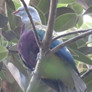 Ptilinopus magnificus at Lake MacDonald, QLD - suppressed