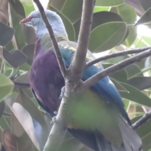 Ptilinopus magnificus at Lake MacDonald, QLD - 16 Jul 2018