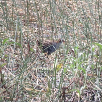 Gallirallus philippensis (Buff-banded Rail) at Lake MacDonald, QLD - 16 Jul 2018 by Liam.m