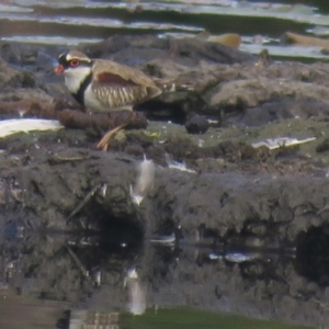 Charadrius melanops at Lake MacDonald, QLD - 16 Jul 2018 03:07 PM