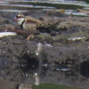 Charadrius melanops at Lake MacDonald, QLD - 16 Jul 2018