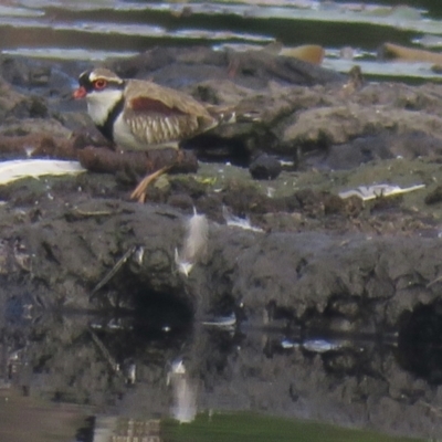 Charadrius melanops (Black-fronted Dotterel) at Lake MacDonald, QLD - 16 Jul 2018 by Liam.m