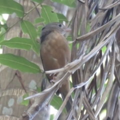 Colluricincla rufogaster (Rufous Shrikethrush) at Lake MacDonald, QLD - 16 Jul 2018 by Liam.m