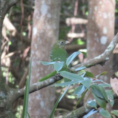 Ailuroedus crassirostris (Green Catbird) at Lake MacDonald, QLD - 16 Jul 2018 by Liam.m